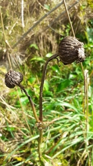 Cirsium heterophyllum