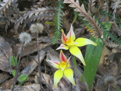 Caladenia flava