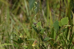 Catochrysops panormus