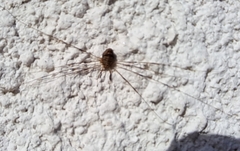 Dicranopalpus ramosus