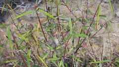 Barleria lupulina