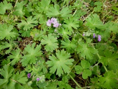 Geranium molle