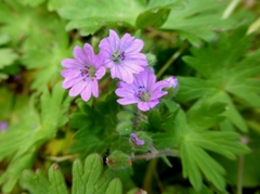 Geranium molle