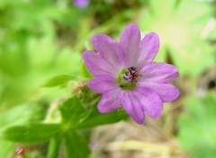 Geranium molle
