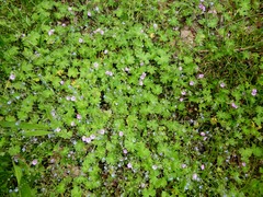 Geranium molle