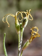 Stenopetalum
