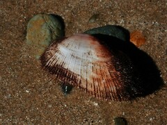 Barbatia pistachia