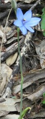 Thelymitra crinita