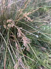 Juncus pallidus pallidus