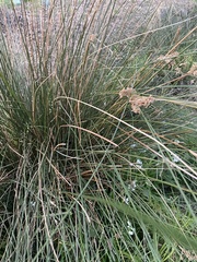 Juncus pallidus pallidus