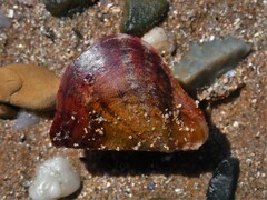 Pterioidea