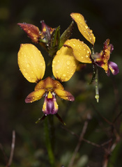 Diuris magnifica