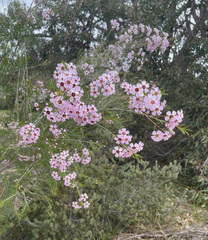 Chamelaucium uncinatum
