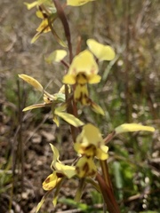 Diuris