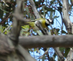 Falcunculus leucogaster