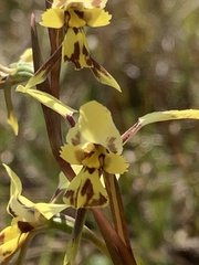 Diuris