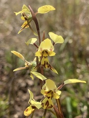 Diuris
