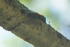 Auritibicen bihamatus