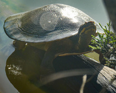 Emydura macquarii