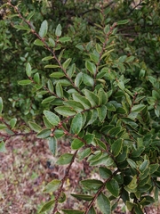 Nothofagus dombeyi