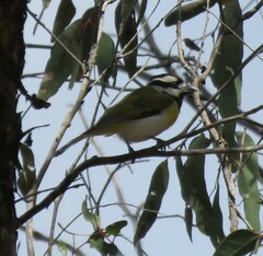 Falcunculus leucogaster