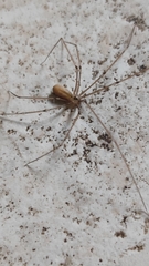 Pholcus phalangioides