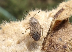 Emblethis denticollis