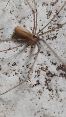 Pholcus phalangioides