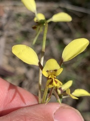 Diuris