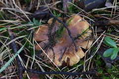 Russula foetens