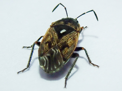 Rhyparochromidae