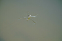 Aquarius paludum paludum