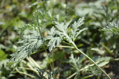 Artemisia sieversiana