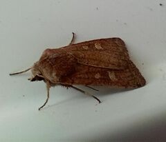Xestia xanthographa