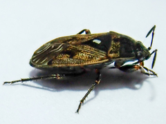 Rhyparochromidae