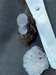 Pseudohydnum orbiculare