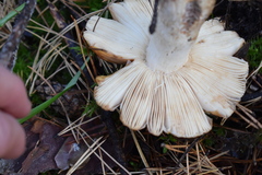 Russula foetens