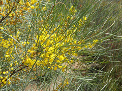 Acacia curranii