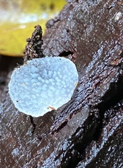Pseudohydnum orbiculare