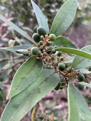 Notelaea longifolia