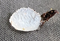 Pseudohydnum orbiculare