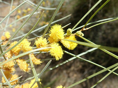 Acacia curranii