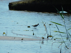 Xenus cinereus