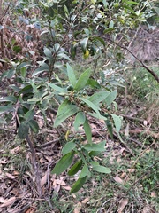Notelaea longifolia