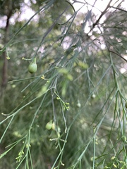 Exocarpos cupressiformis