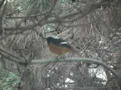 Phoenicurus auroreus