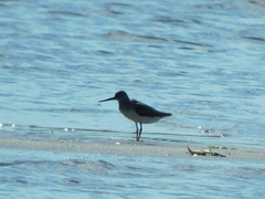 Xenus cinereus