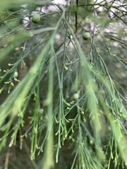 Exocarpos cupressiformis