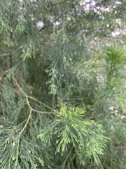 Exocarpos cupressiformis