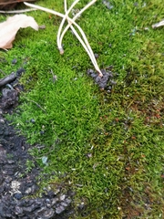 Amblystegium serpens